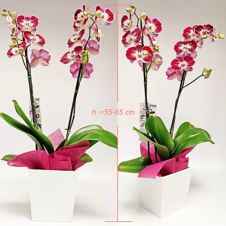 Orquidea Phaleanopsis en Promoción!!- Envio Bogota Entrega a Domicilio