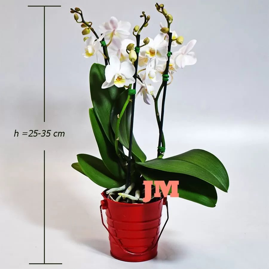 Orquidea Phaleanopsis Económica!!- Envio Bogota