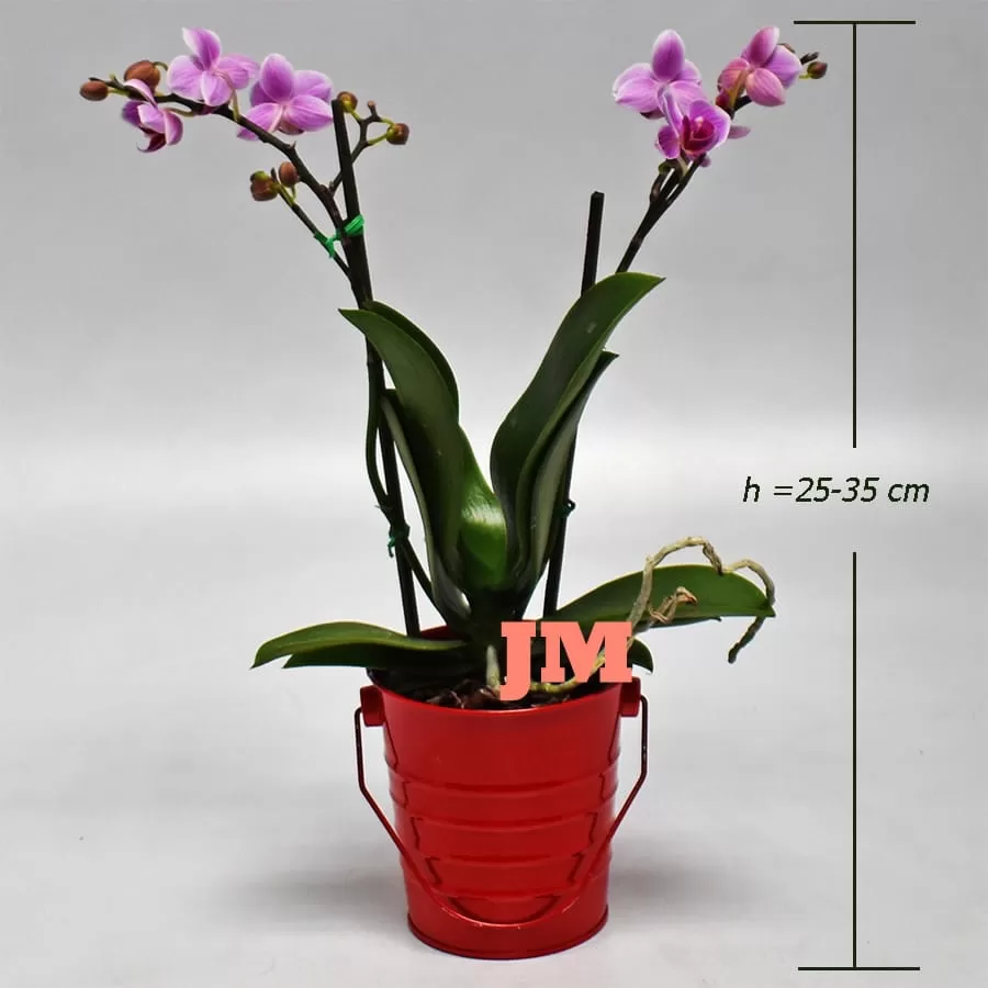 Phalaenopsis Orchid - 1 Stems (medium size). Bogota Colombia Delivery.