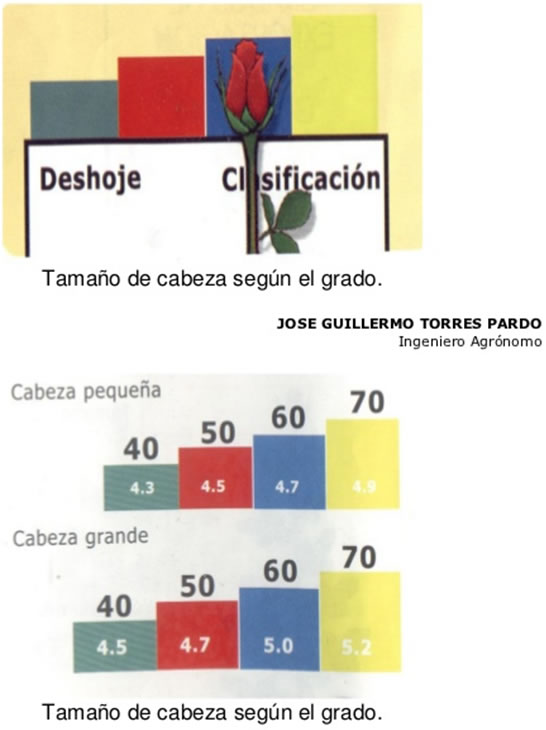 Clasificación de Grado Rosa Tipo exportación segun la cabeza