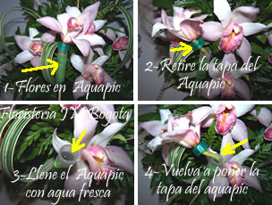 Cuidado de las Orquídeas