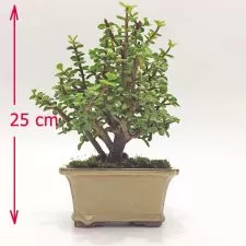 Bonsai para Regalo en Bogota