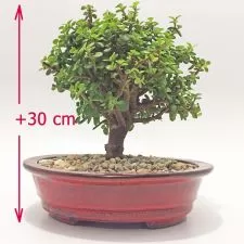 Planta bonsai Jade Bogota a domicilio