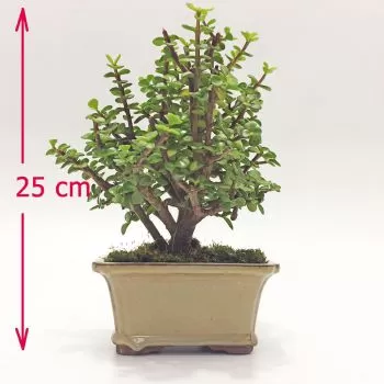 Planta Jade bonsai en Bogota