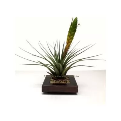 Plantas de Interior a Domicilio en Bogota