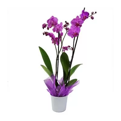 Orquideas a Domicilio en Bogota