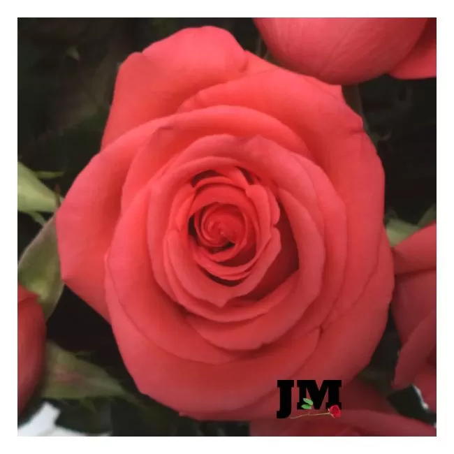 Acercamiento de Rosa Salmón dia de La Madre