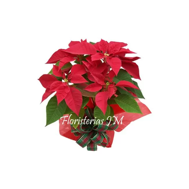Poinsettia o Flor de Navidad envio Bogota Poinsettia o Flor de Navidad envio Bogota