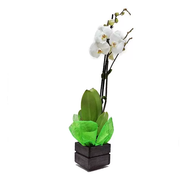 Plasticidad Fruncir el ceño Moretón Orquidea Phaleanopsis en Promoción!!- Envio Bogota Entrega a Domicilio