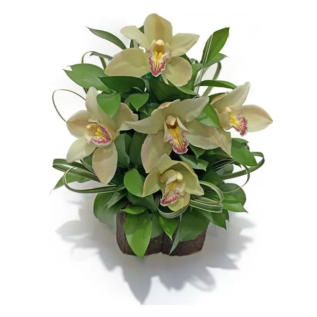 Orquideas Envio Bogota Entrega a Domicilio